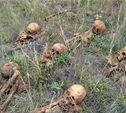 В Белевском районе найдены останки погибших солдат Красной Армии 
