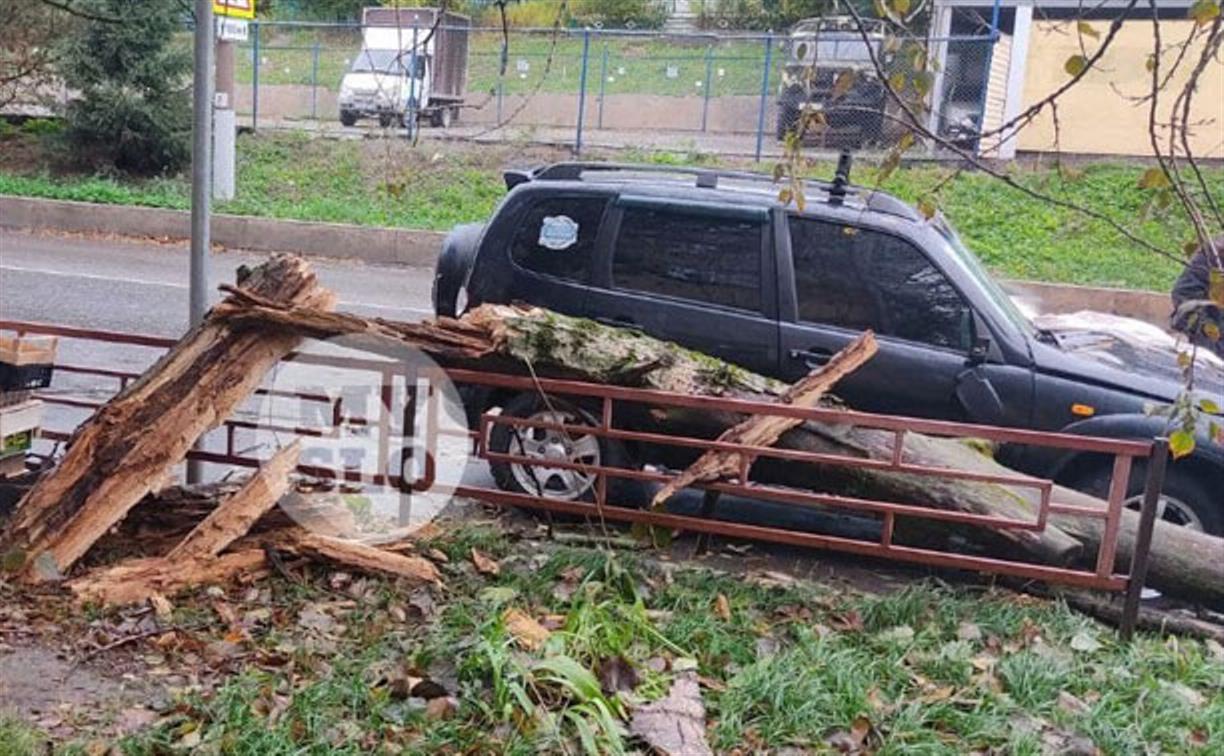 В Заречье на припаркованный автомобиль упало дерево