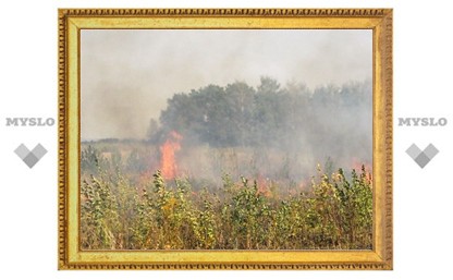 В Тульской области лесных пожаров не зарегистрировано