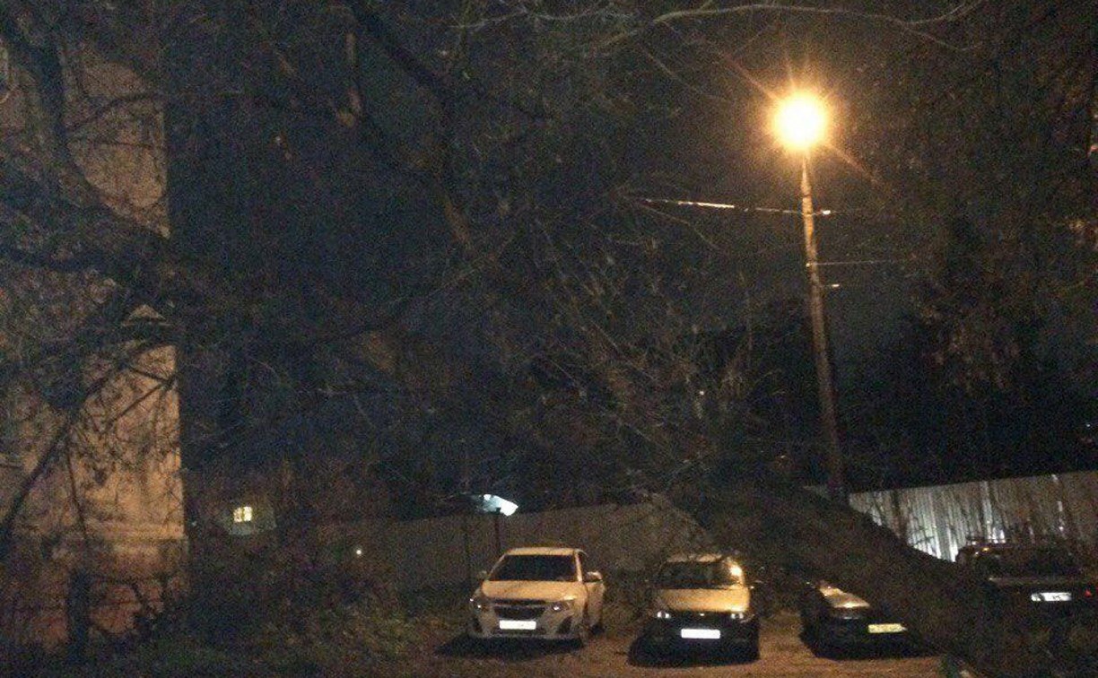 На улице Декабристов дерево упало на провода электропередачи