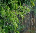 Погода в Туле 14 июня: облачно, дождливо и прохладно