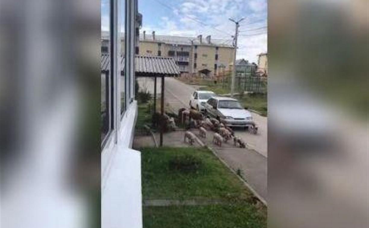 Свиньи в городе: жители сняли на видео, как по Скуратово разгуливало стадо хрюшек