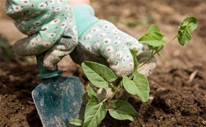 С 2015 года тульские садоводы станут участниками «Народного бюджета»