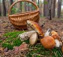 В Тульской области в лесу заблудился грибник