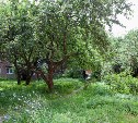 Тулячка предложила превратить яблоневый сад на ул. Серова в благоустроенный сквер