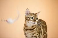 В Туле прошла выставка «Пряничные кошки» , Фото: 113