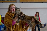 Выставка кошек в ГКЗ. 26 марта 2016 года, Фото: 81