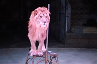 Новая программа в Тульском цирке «Нильские львы». 12 марта 2014, Фото: 18