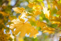 Золотая осень в Тульской области, Фото: 73