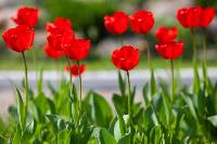 В Туле расцвели тюльпаны, Фото: 33