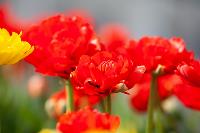 В Туле расцвели тюльпаны, Фото: 49