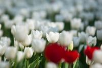 В Туле расцвели тюльпаны, Фото: 12