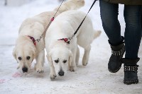 В Туле прошла Всероссийская выставка собак, Фото: 28