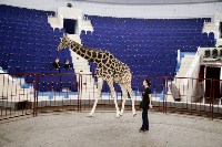Цирк больших зверей в Туле: милый жираф Багир готов целовать и удивлять зрителей, Фото: 8