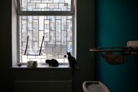 Кошачий приют , Фото: 53