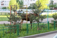 Лось во дворе дома №45 по ул. Плеханова, Фото: 26