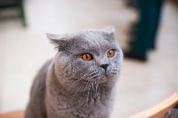 Международная выставка кошек в ТРЦ "Макси", Фото: 34