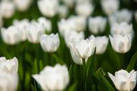 В Туле расцвели тюльпаны, Фото: 28