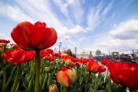 В Туле расцвели тюльпаны, Фото: 89