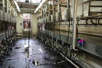 Конкурс профессионального мастерства среди операторов машинного доения коров, Фото: 26