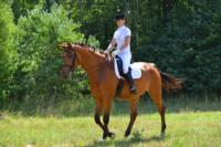 В Ясной поляне стартовал турнир по конному спорту, Фото: 63