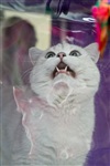 В Туле прошла международная выставка кошек «Зимнее конфетти», Фото: 11