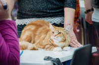 Выставка кошек "Конфетти", Фото: 24
