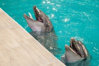 Дельфины, Фото: 17