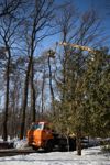 В Белоусовском парке спиливают деревья, Фото: 16