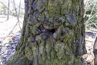 Кто и как решает, какие деревья нужно удалять в Центральном парке Тулы, Фото: 17