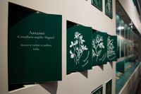Выставка Ars Botanica в филиале Исторического музея в Туле: интерьеры , Фото: 1