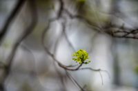 Аномальное цветение апреля: в Туле уже распустилась черемуха, Фото: 41