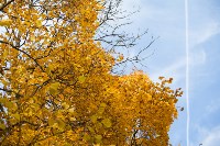 Золотая осень в Ясной Поляне, Фото: 77