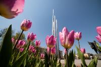 В Туле расцвели тюльпаны, Фото: 58