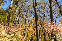 Золотая осень в Ясной Поляне, Фото: 16