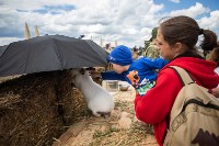 День поля в Тульской области: Гигантская техника, шубы из кроликов и мастер-класс по сыроварению, Фото: 45