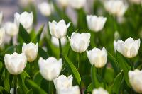 В Туле расцвели тюльпаны, Фото: 35