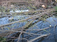 Спиленные деревья в ручье березовой рощи, Фото: 2