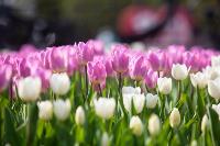 В Туле расцвели тюльпаны, Фото: 47
