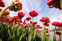 В Туле расцвели тюльпаны, Фото: 88