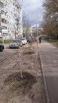 Высадка деревьев в Советском районе Тулы , Фото: 4