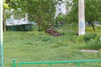 Лось во дворе дома №45 по ул. Плеханова, Фото: 4