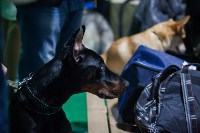 Выставка собак в Туле, Фото: 25