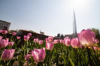 В Туле расцвели тюльпаны, Фото: 64