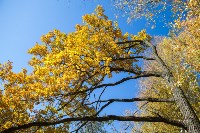 Золотая осень в Ясной Поляне, Фото: 30