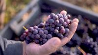 Виноград с южных склонов Дубны: как работает необычная семейная ферма в Тульской области, Фото: 4