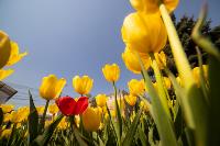 В Туле расцвели тюльпаны, Фото: 72