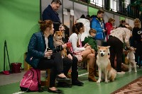 Выставка собак в Туле , Фото: 30