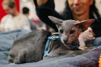 Выставка кошек в Туле, Фото: 100