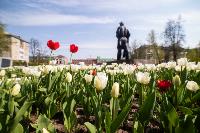 В Туле расцвели тюльпаны, Фото: 75